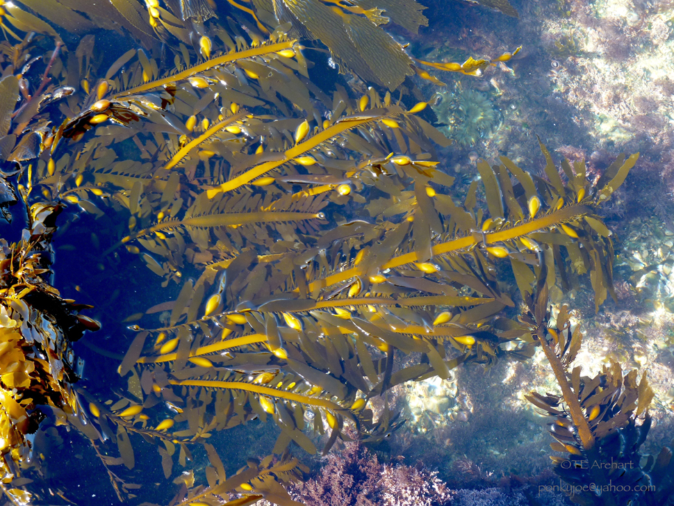 Feather Boa Kelp, Egregia menziesii
